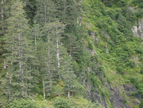 Chugach National Forest